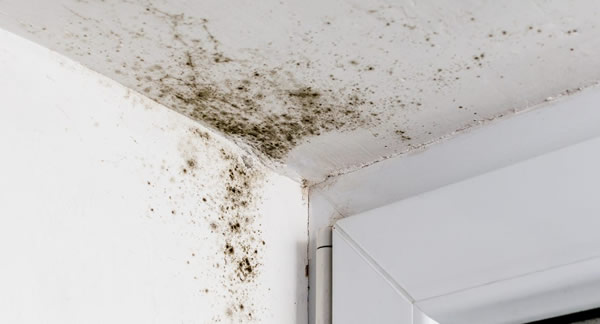 Greensboro Air Quality / Mold Testing